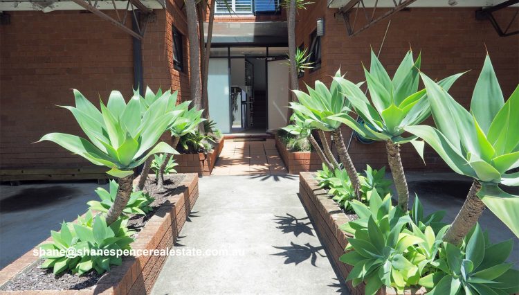 Mosman Unit For Lease from Shane Spence Real Estate